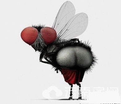 ��Ӭ.gif