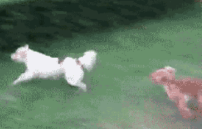 30cd0c51b319ebc4bb19e1d28226cffc1f171613.gif