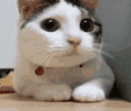 200855774hy77z7j77kjot.gif