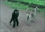 δadwqwdf.gif