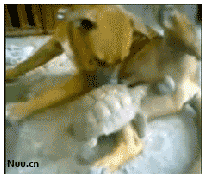 ֹ.gif